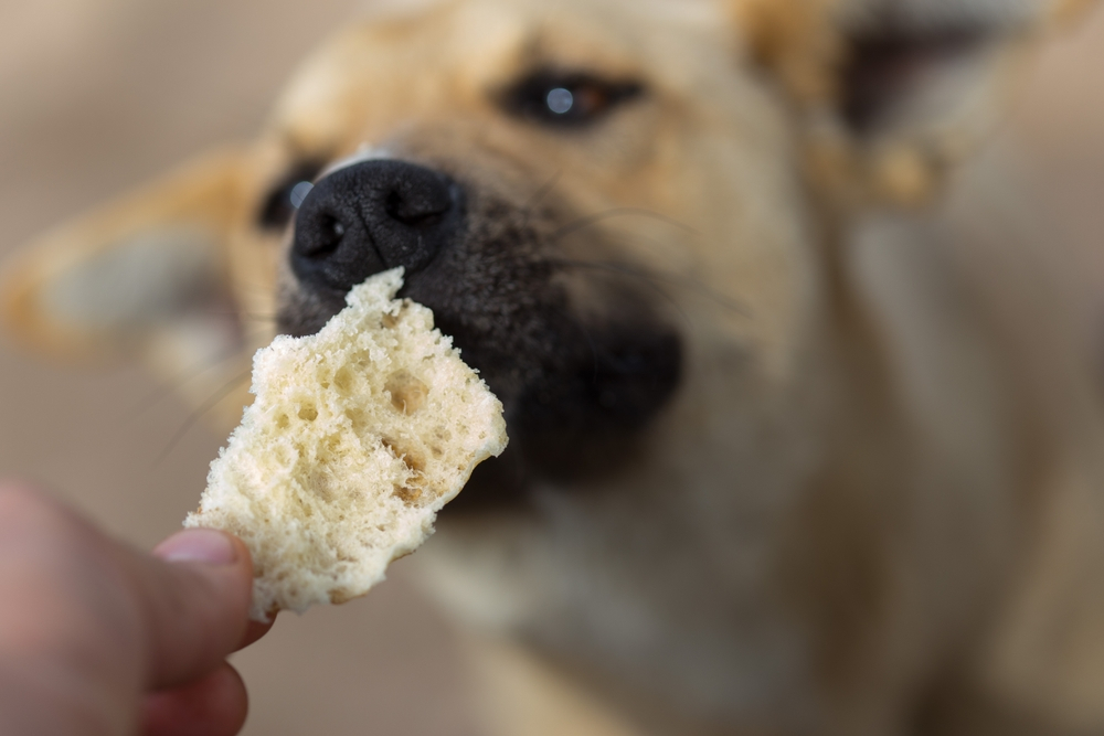 Can Dogs Eat Bread? Facts about Canine Nutrition