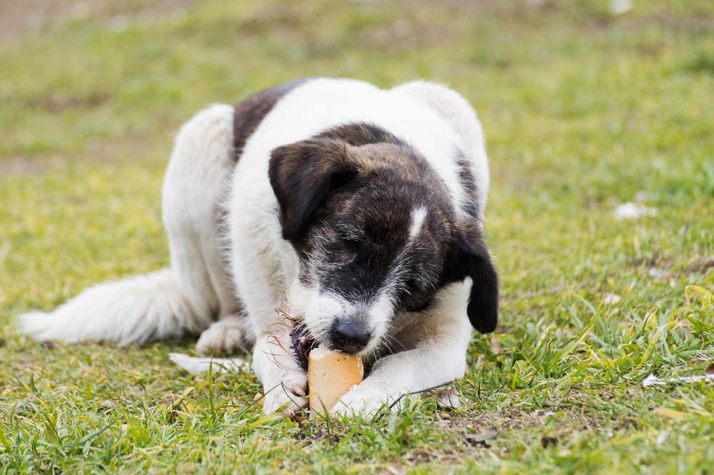 Can Dogs Eat Bread? Facts about Canine Nutrition